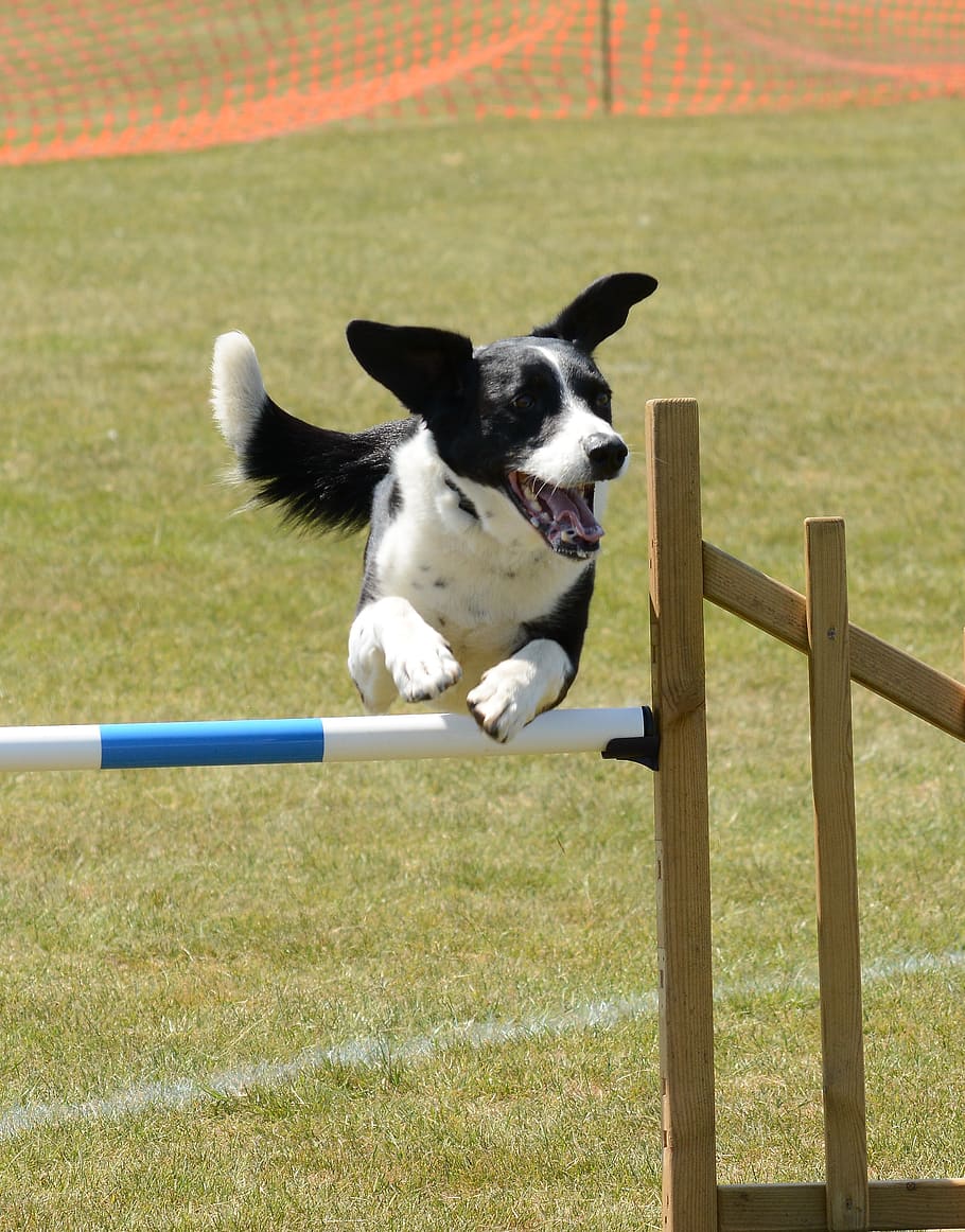 Agility - From Borders Home Border Collies